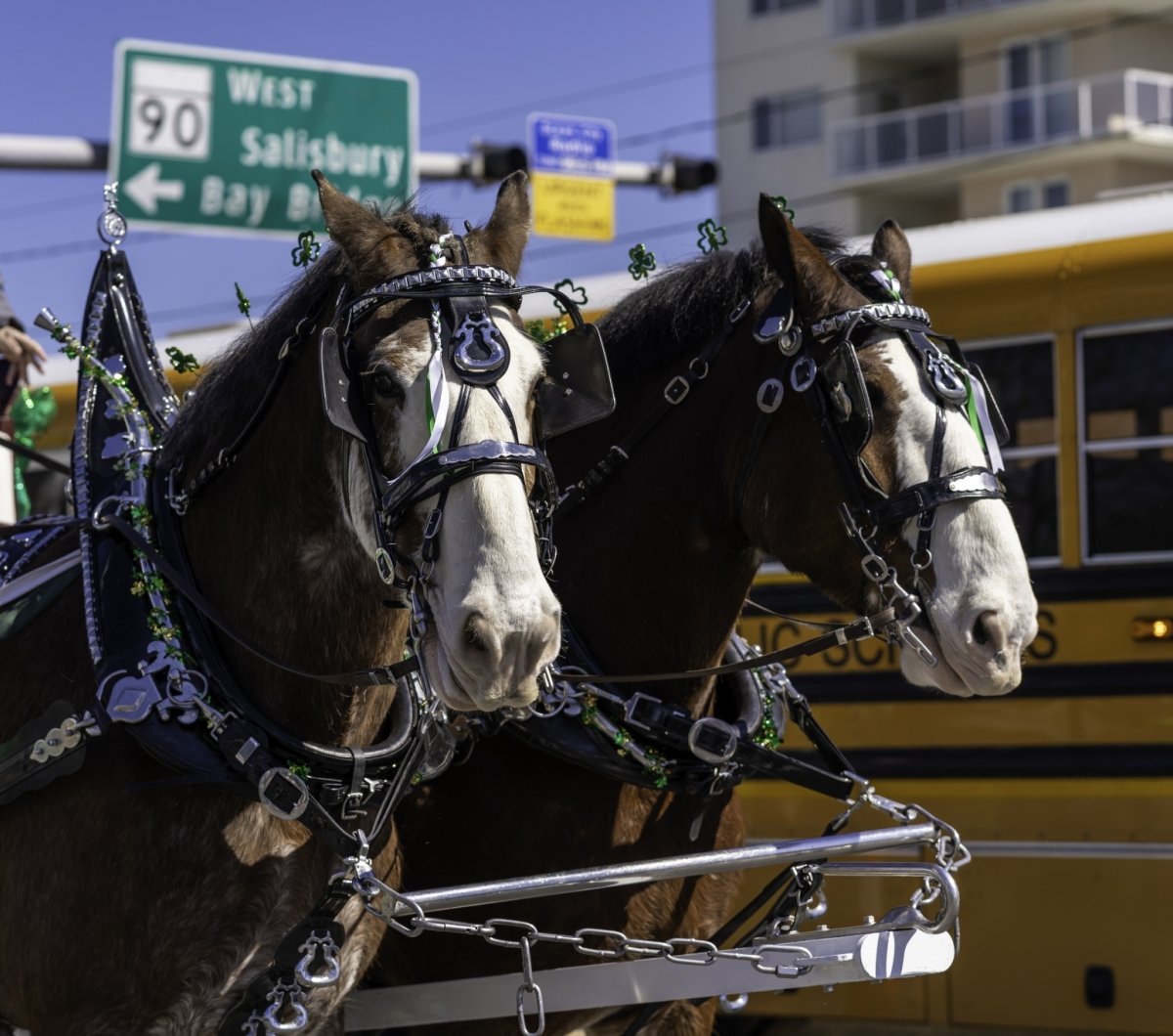 two horses pulling a carriage